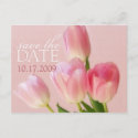 Soft Pink Tulips Save The Date Postcard postcard
