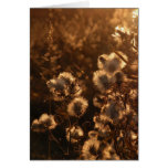 Soft Prairie Sunset cards