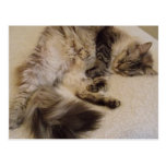 soft pretty sleeping siamese mix cat postcards