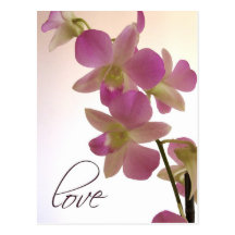 Soft purple orchid post card