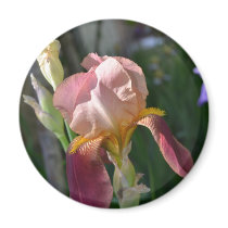 Soft Shades of Rose magnets