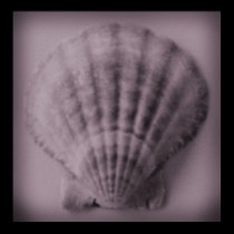 Soft Shell posters