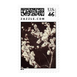Soft Tones, Cherry Blossoms Stamp