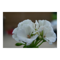 Soft touch of a white flower posters by klormand Soft touch of a white flower posters