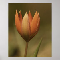 Soft Tulip Canvas Print