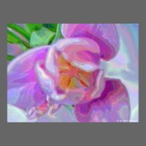 Soft Tulip posters by DebraThackston Soft Tulip posters