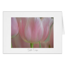 Soft Tulips cards