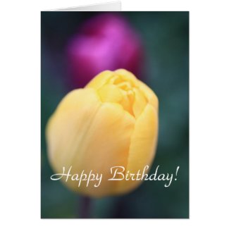 Soft tulips close up card