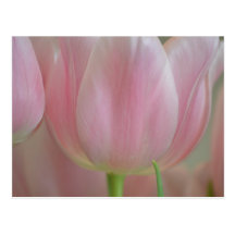 Soft Tulips Post Card