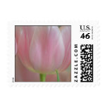 Soft Tulips Postage Stamp Soft Tulips Postage Stamp