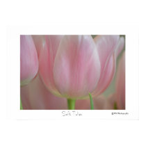 Soft Tulips posters