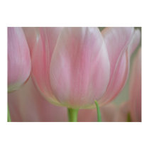 Soft Tulips posters