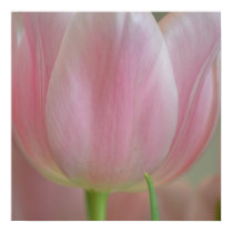 Soft Tulips posters