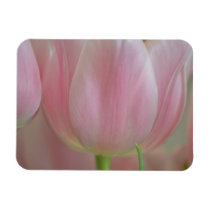 Soft Tulips premium magnets