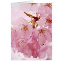 Soft Vintage Pink Cherry Blossoms Cards