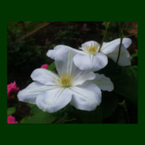 Soft White Clematis Pair Floral Digital Art Poster posters