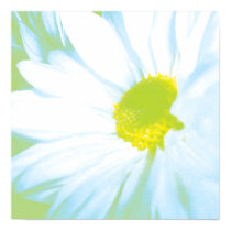 Soft White Flower Print