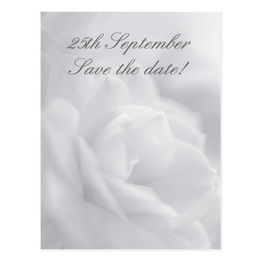 Soft white petals ... Save the date! Post Cards