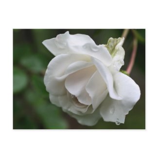 Soft White Rose Flower Photo Postcard postcard
