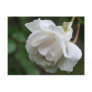 Soft White Rose Flower Photography Postcard