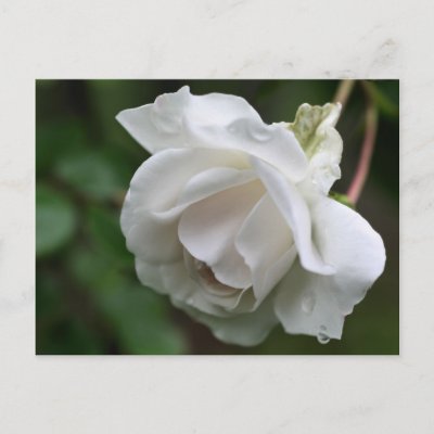 white rose flowers. Soft White Rose Flower