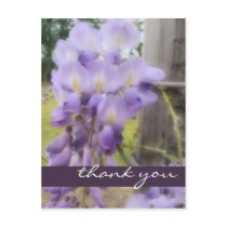 Soft Wisteria - Any Occasion Postcard
