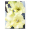 Soft Yellow Gladiolas posters by HessyLu Soft Yellow Gladiolas posters