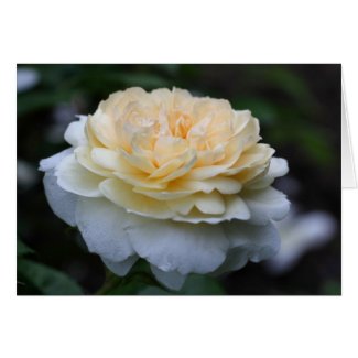 Soft Yellow Rose Flower Photo Greeting Note Card card
