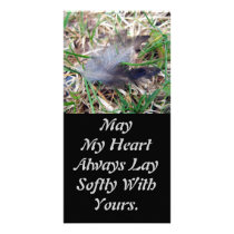 Softly Lay Photo Card photo cards by CreatureCreations Softly Lay Photo Card photo cards