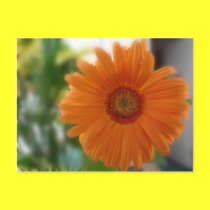 Softly Orange postcards