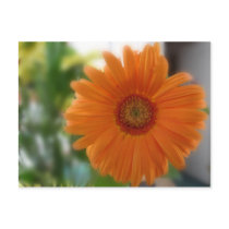 Softly Orange postcards