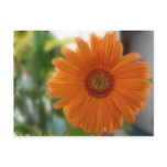 Softly Orange Post Cards