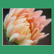 Softly Postcard postcards