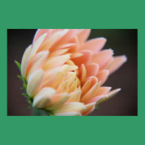 Softly Poster posters