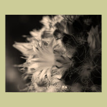 Softly posters