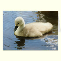 Softness of a Child cards