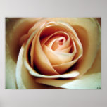 Softness, S Cyr Poster