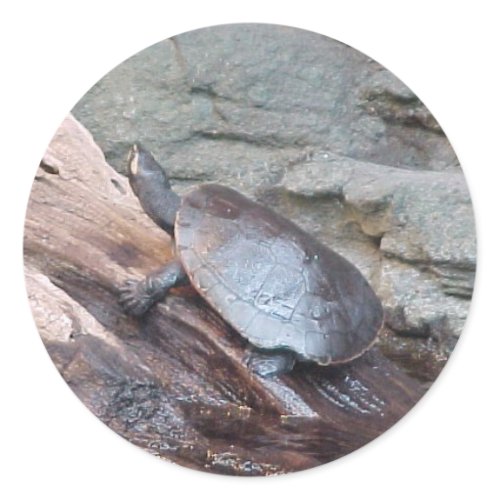 Softshell River Turtle Sticker sticker