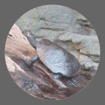 Softshell River Turtle Sticker stickers
