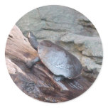 Softshell River Turtle Sticker