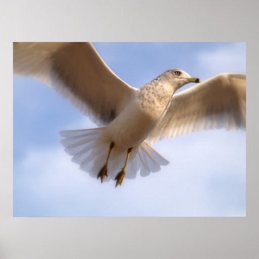 Softy Poster