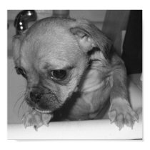 Soggy Doggy posters by AwesomeAud Soggy Doggy posters