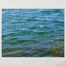 Sola charca de la caña del agua de la flor blanca tarjetas publicitarias