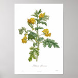 Solanum rostratum posters