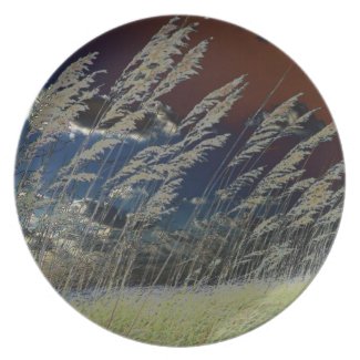 Solarized sea oats picture on florida beach