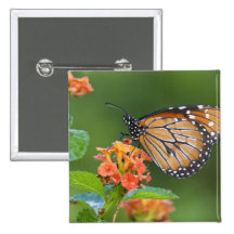 Soldier (Danaus eresimus) butterfly feeding on Pins