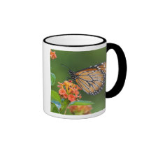 Soldier (Danaus eresimus) butterfly feeding on Mugs