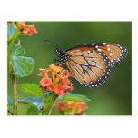 Soldier (Danaus eresimus) butterfly feeding on Postcards