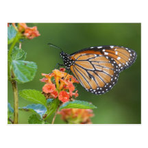 Soldier (Danaus eresimus) butterfly feeding on Postcards