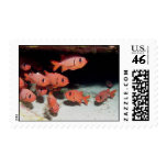 Soldierfish Postage Stamp